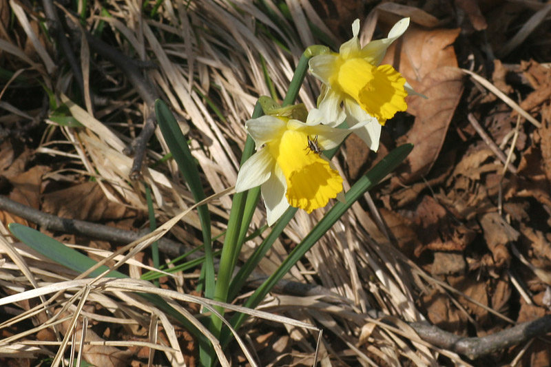 Narcissus pseudonarcissus